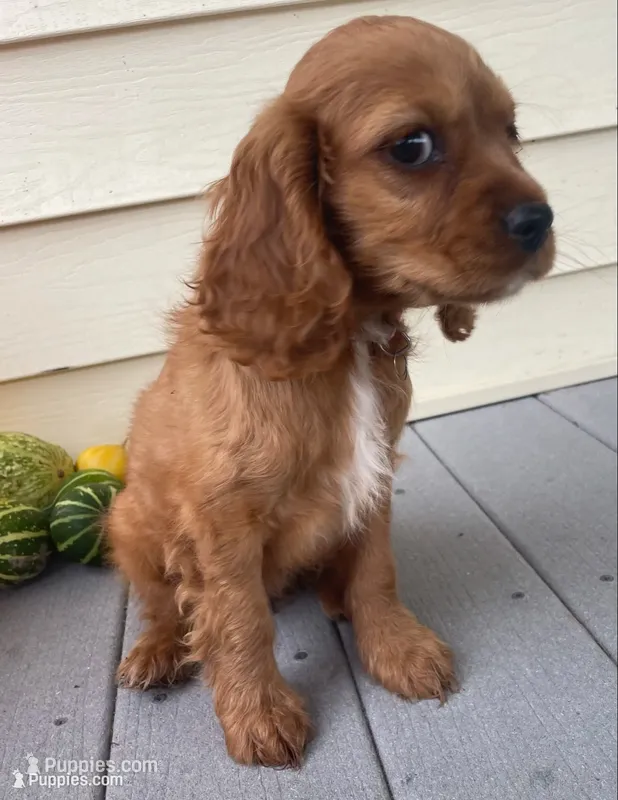 Unnamed – Cockalier puppy for sale in Alfred, NY