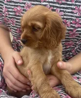 Unnamed, a female Cockalier for sale in Alfred, NY – 3 of 3