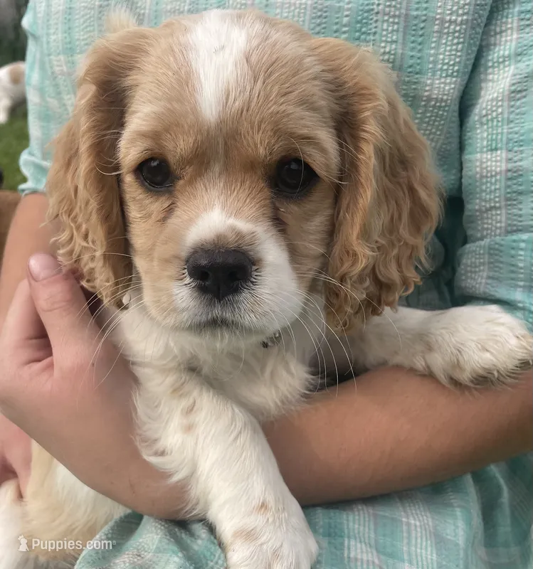 Unnamed  – Cockalier puppy for sale in Alfred, NY