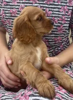 Unnamed, a female Cockalier for sale in Alfred, NY – 2 of 3