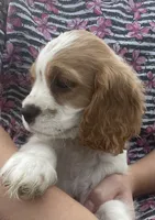 Unnamed, a male Cockalier for sale in Alfred, NY – 3 of 3