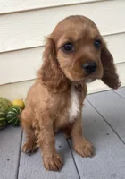 Unnamed, a female Cockalier for sale in Alfred, NY – 1 of 4