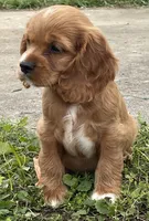 Unnamed, a male Cockalier for sale in Alfred, NY – 1 of 3