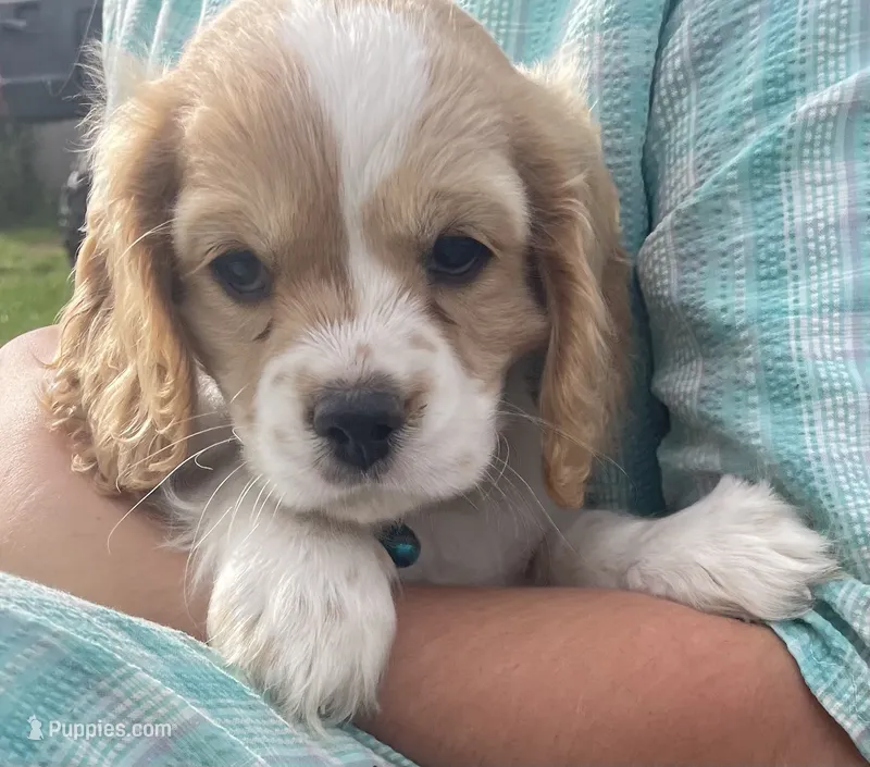 Unnamed  – Cockalier puppy for sale in Alfred, NY