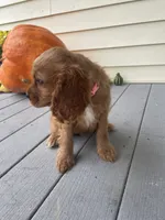 Unnamed, a female Cockalier for sale in Alfred, NY – 3 of 4