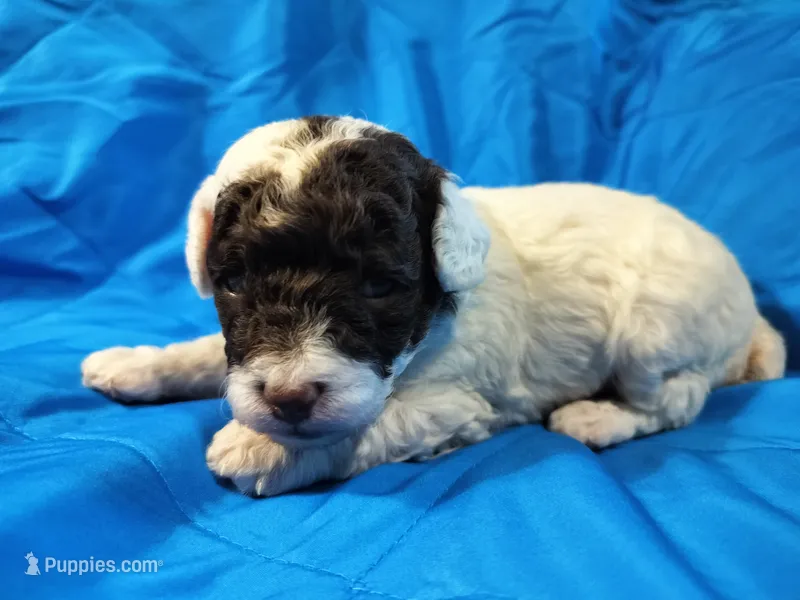 Zoro – Poodle - Miniature  puppy for sale in Bolivar, MO