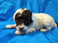 Zoro, a male Poodle - Miniature  for sale in Bolivar, MO – 1 of 1