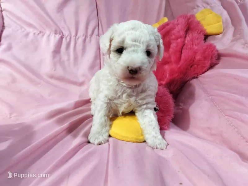 Sugar Plum – Poodle - Miniature  puppy for sale in Bolivar, MO