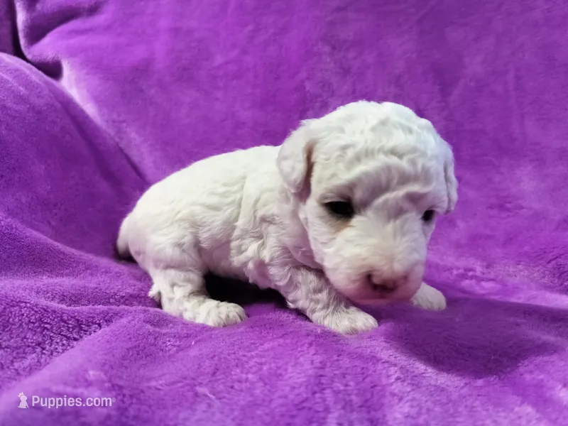 Sugar Plum – Poodle - Miniature  puppy for sale in Bolivar, MO