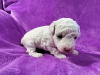 Sugar Plum, a female Poodle - Miniature  for sale in Bolivar, MO – 1 of 1
