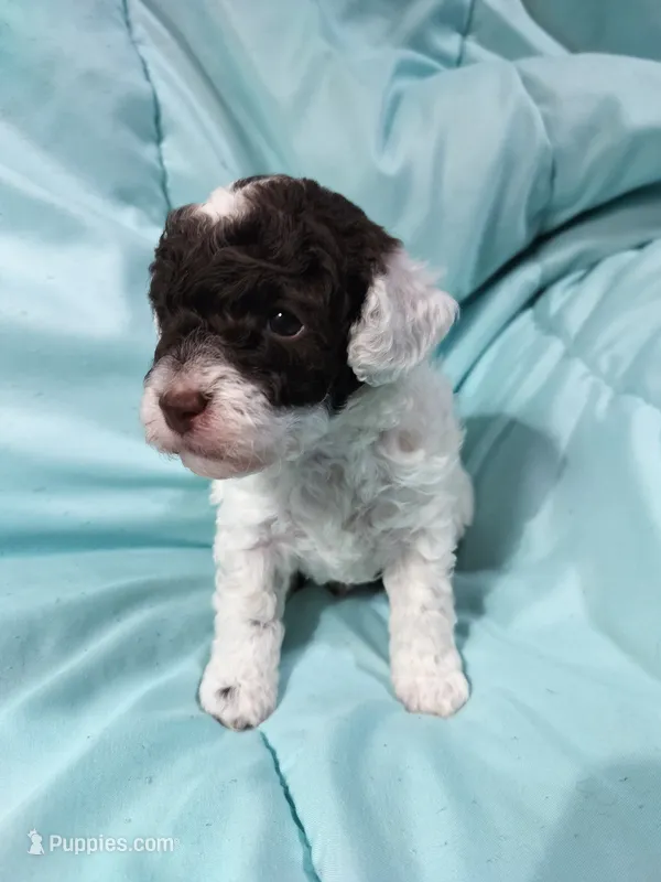 Zoro – Poodle - Miniature  puppy for sale in Bolivar, MO