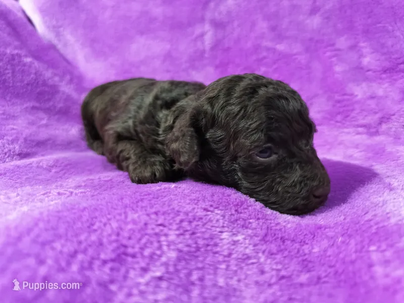 Cocoa Roo – Poodle - Miniature  puppy for sale in Bolivar, MO
