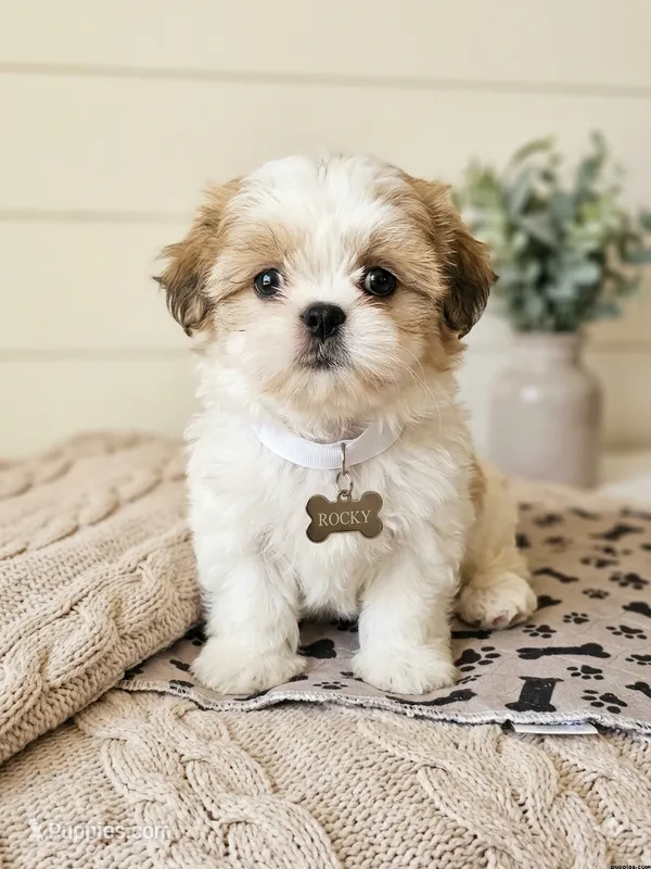 Jerry – Mal Shi puppy for sale in Jacksonville, FL