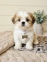 Jerry, a male Mal Shi for sale in Jacksonville, FL – 1 of 2