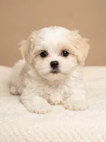 Bossy, a female Mal Shi for sale in Jacksonville, FL – 1 of 2
