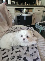 Bossy, a female Mal Shi for sale in Jacksonville, FL – 2 of 2