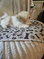 Jerry, a male Mal Shi for sale in Jacksonville, FL – 2 of 2