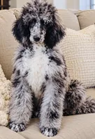 Magnolia , a female Poodle - Standard  for sale in Chapmansboro, TN – 1 of 3