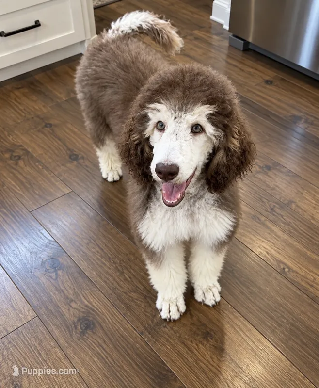 Penelope Clair – Poodle - Standard  puppy for sale in Chapmansboro, TN