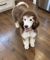 Penelope Clair, a female Poodle - Standard  for sale in Chapmansboro, TN – 1 of 3