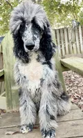 Full AKC, a female Poodle - Standard  for sale in Chapmansboro, TN – 4 of 5