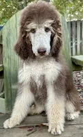 Full AKC, a female Poodle - Standard  for sale in Chapmansboro, TN – 5 of 5