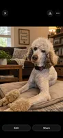 Lavender , a female Poodle - Standard  for sale in Chapmansboro, TN – 2 of 4