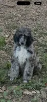 Magnolia , a female Poodle - Standard  for sale in Chapmansboro, TN – 3 of 3