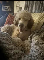 Lavender , a female Poodle - Standard  for sale in Chapmansboro, TN – 3 of 4