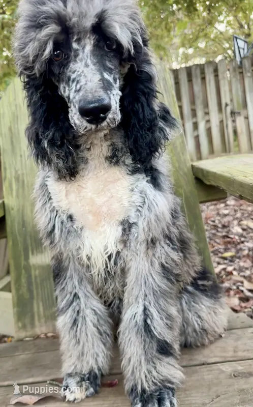 Magnolia  – Poodle - Standard  puppy for sale in Chapmansboro, TN