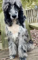 Full AKC, a female Poodle - Standard  for sale in Chapmansboro, TN – 1 of 5
