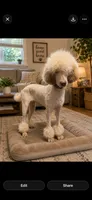 Lavender , a female Poodle - Standard  for sale in Chapmansboro, TN – 1 of 4