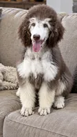 Penelope Clair, a female Poodle - Standard  for sale in Chapmansboro, TN – 2 of 3