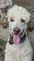 Lavender , a female Poodle - Standard  for sale in Chapmansboro, TN – 4 of 4