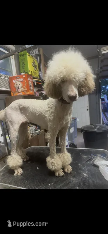 Lilly, a female Poodle - Standard  for sale in Chapmansboro, TN – Photo 1 of 4