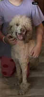 Lilly, a female Poodle - Standard  for sale in Chapmansboro, TN – Photo 4 of 4