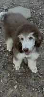 Penelope Clair, a female Poodle - Standard  for sale in Chapmansboro, TN – 3 of 3