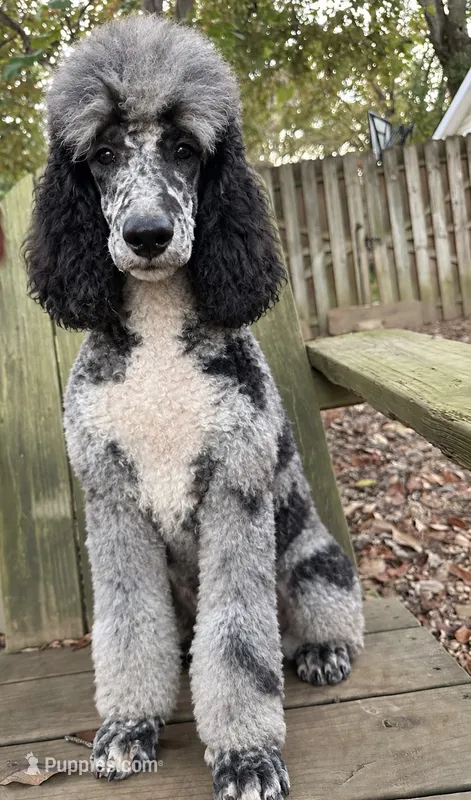 Magnolia  – Poodle - Standard  puppy for sale in Chapmansboro, TN