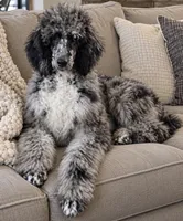 Magnolia , a female Poodle - Standard  for sale in Chapmansboro, TN – 2 of 3