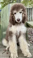 Full AKC, a female Poodle - Standard  for sale in Chapmansboro, TN – 1 of 5