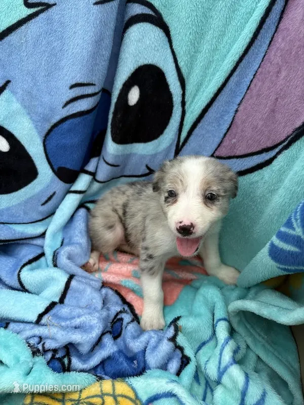 Payton – Border Collie puppy for sale in Rensselaer, IN