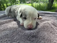 Lily, a female Border Collie for sale in Merrillville, IN – 7 of 10