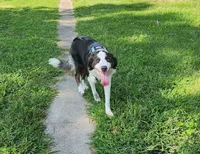 Blue Tri Male, a male Border Collie for sale in Rensselaer, IN – 3 of 5