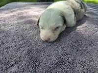 Lucario, a male Border Collie for sale in Merrillville, IN – 4 of 10