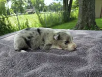 Payton, a female Border Collie for sale in Merrillville, IN – 2 of 10