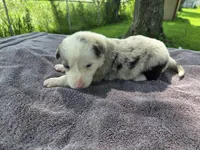Lily, a female Border Collie for sale in Merrillville, IN – 9 of 10