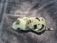 Lucario, a male Border Collie for sale in Merrillville, IN – 10 of 10