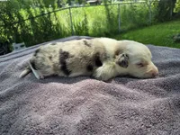 Lucario, a male Border Collie for sale in Merrillville, IN – 7 of 10
