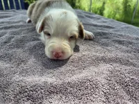 Hope, a female Border Collie for sale in Merrillville, IN – 7 of 10