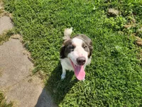 Blue Tri Male, a male Border Collie for sale in Rensselaer, IN – 5 of 5